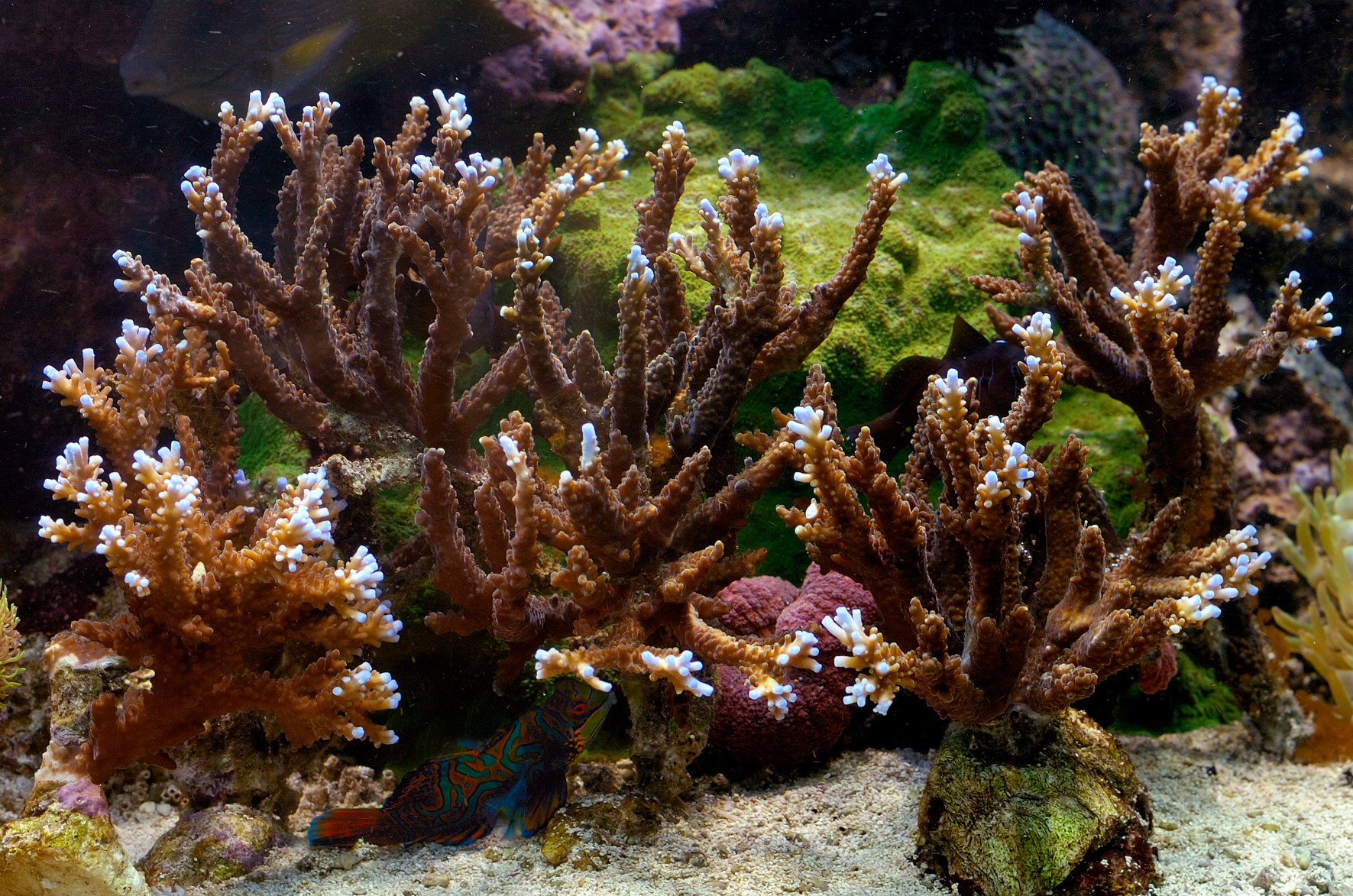 Reddish Acropora coral species with white buds on top growing in an aquarium