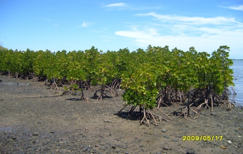 New mangrove forest of Rhizophora species growing in the sediment at Case Noyale Mauritius 
