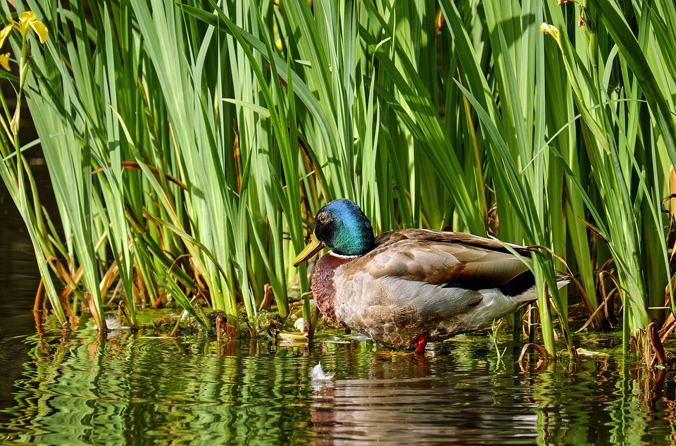 Fat white and brown duck with a greenish blue head looking for food in water close to a cluster of wetland grass