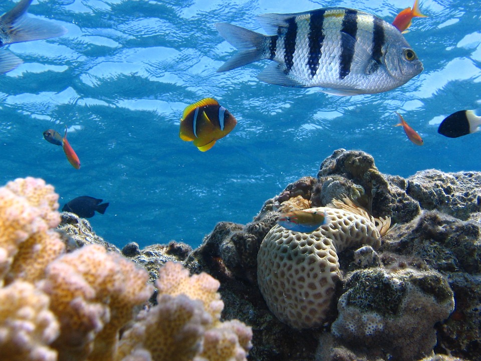 Grey and cream coral with a silver fish with black stripes and a yellow fish with black and white stripes, and smaller orange fishes swimming above the corals under a blue ocean of the marine environment