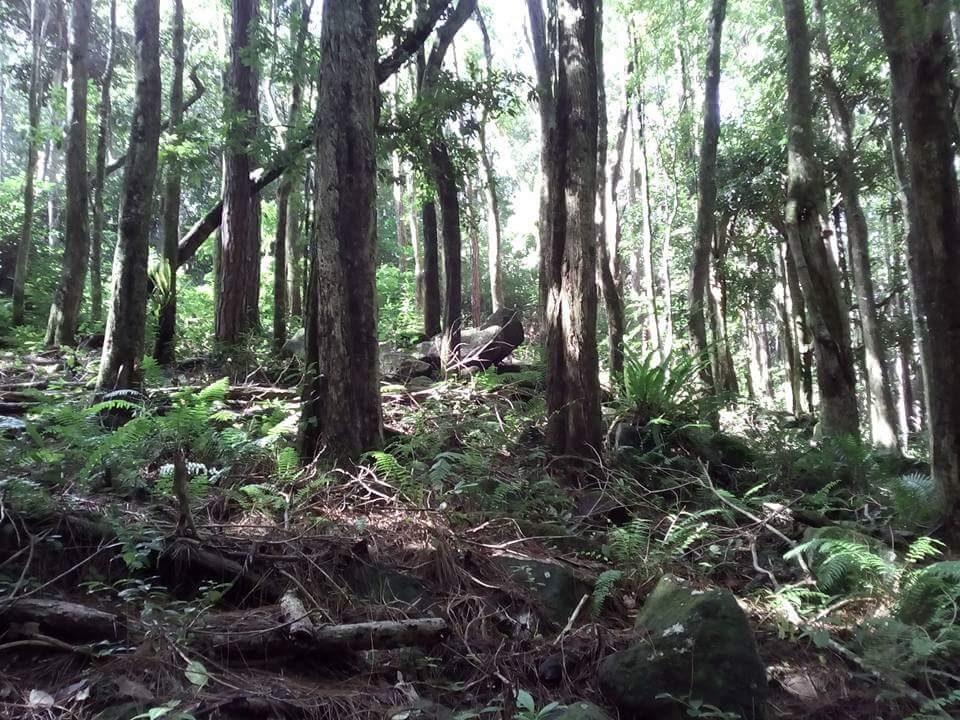 Thin forest trees in Mauritius amongst ferns, moss covered boulders and dry branches on the ground.