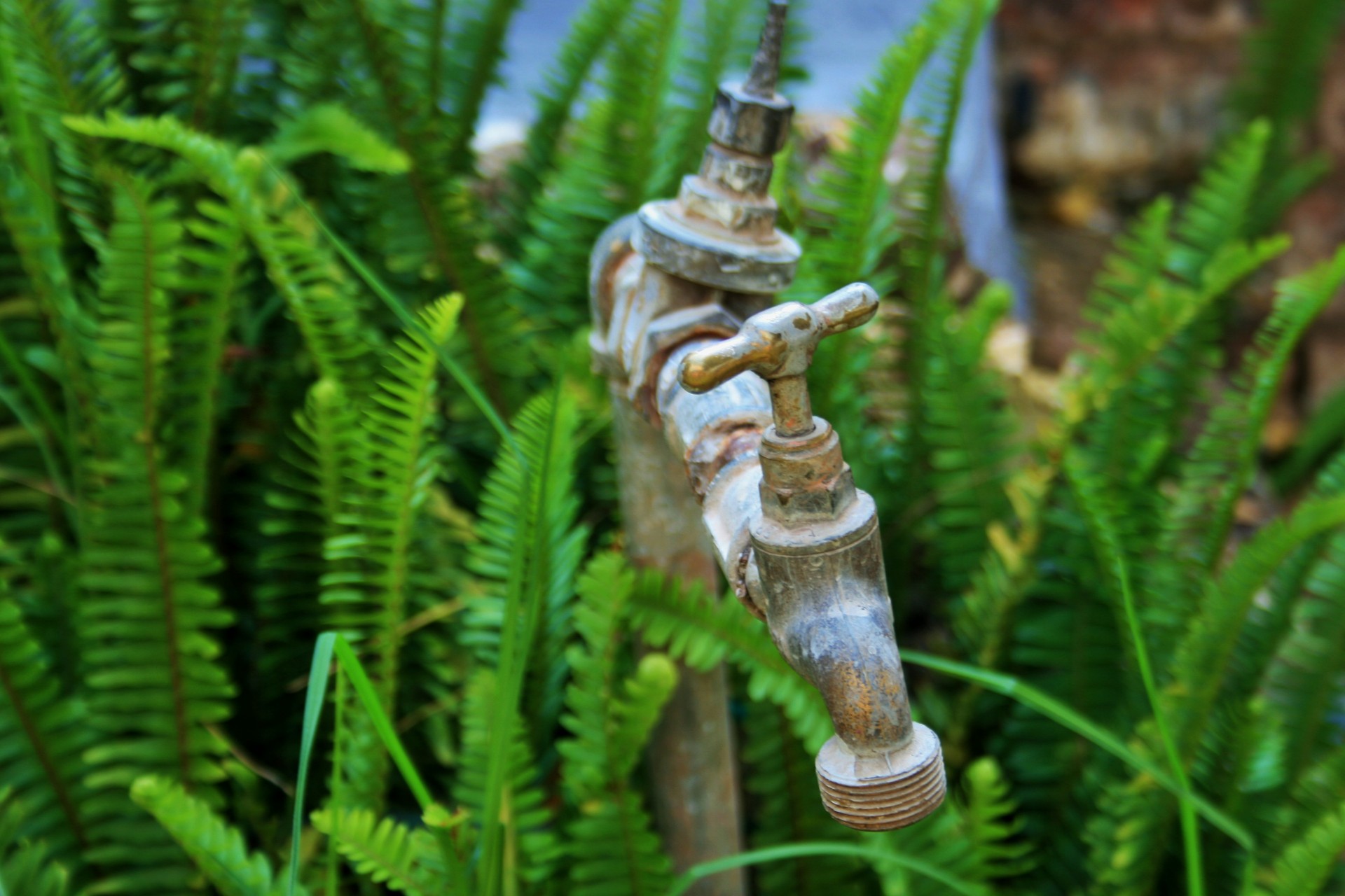 Old grey tap representing freshwater in the middle of green ferns
