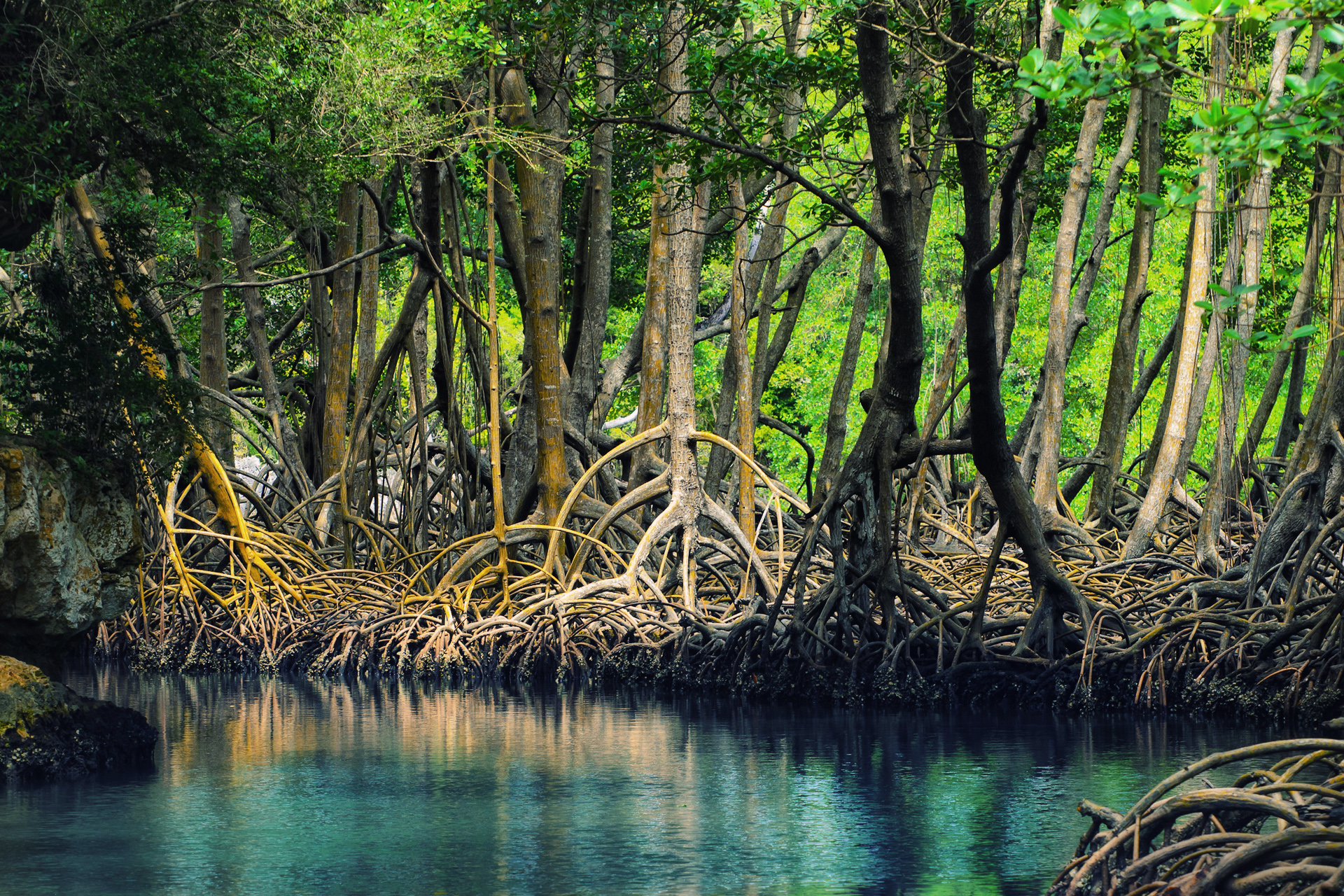 Sturdy mangrove trees growing along jewel bleu river banks.