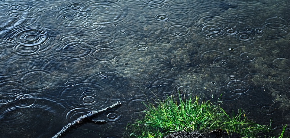 Small ripples on a stretch of water formed by falling rainwater and a chunk of grass in the right hand side and a tree branch in the left hand side
