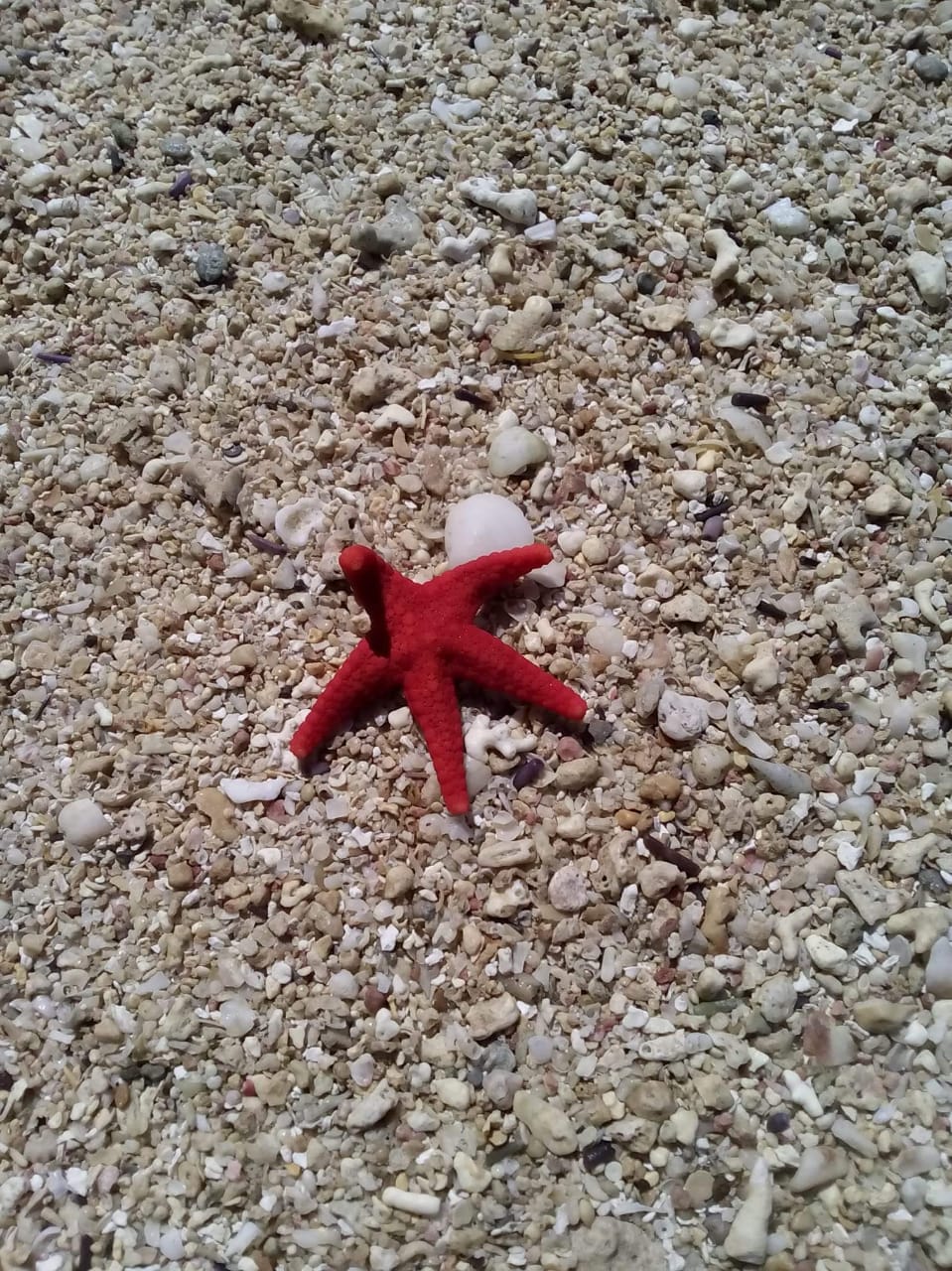 Red starfish on sandy beach, Mauritius.