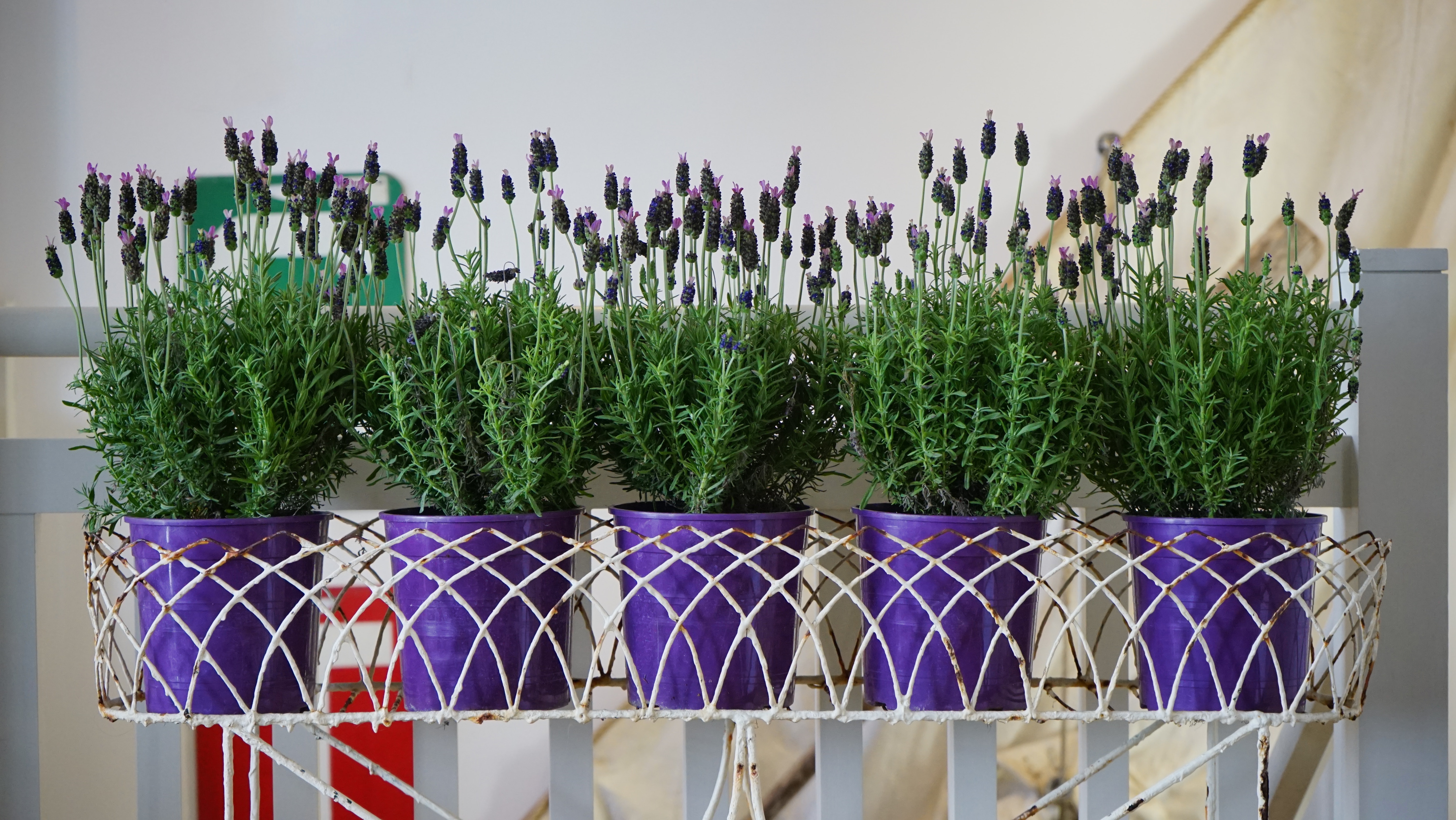 Five electric blue flower pots in an indoor setting with thick green foliage plants with small purple flower on a white horizontal iron stand, in front of a white and a strip of red background