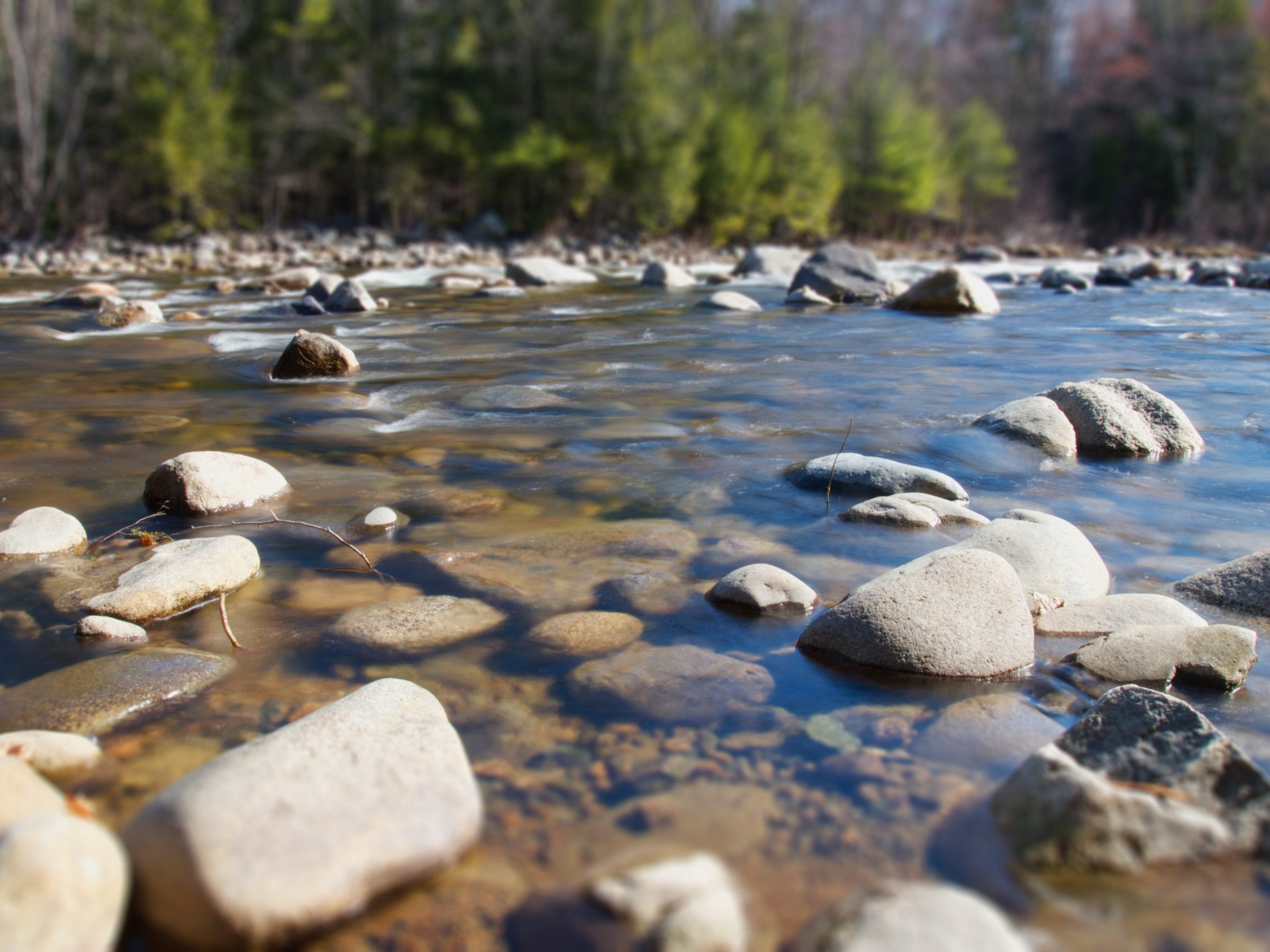 Clear river water strewn with polished medium sized rocks and green trees on the bank in the distance