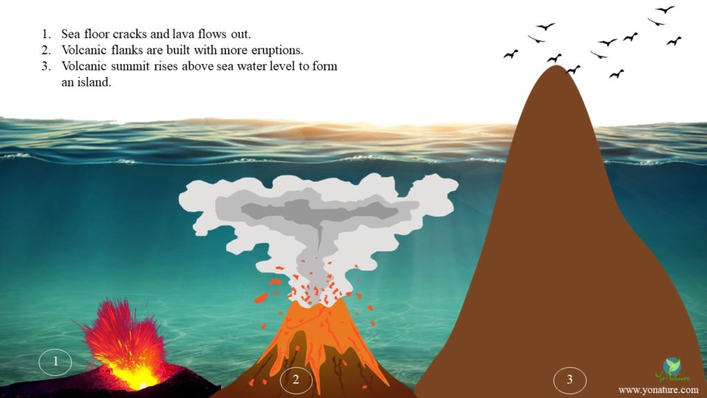 3D section of ocean floor, in three stages, one is a crack in the seafloor spewing out magma, second is a bigger shield with magma emerging out and third is a big mass of land with tip out of water and birds flying around