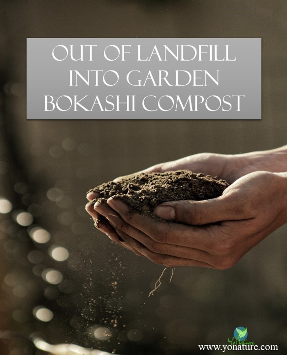 Man's two hands holding soil; Turning organic matter from homes into compost for gardens using Bokashi composting