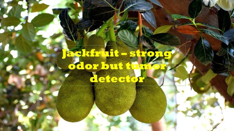Natural picture of a jackfruit tree showing three big green elongated jackfruit, Artocorpus heterophyllus, with wordings 'Jackfruit - strong odour but tumor detector' written in bold yellow in the center.