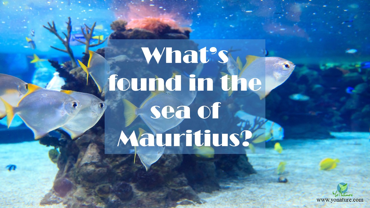6 grey and yellow tails and fins fishes under the sea close to the sand swimming close to a rock with growing polyps, with words what's found in the sea of Mauritius written on image, representing the marine life of mauritius