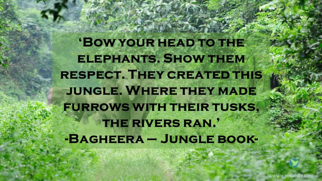 4 elephants walking in a line amongst green jungle trees, wordings 'Bow your head to the elephnats. Show them respect. They created this jungle. Where they made furrows with their tusks, the rivers ran.' Bagheera, the jungle book, written in a transparent green box on picture.