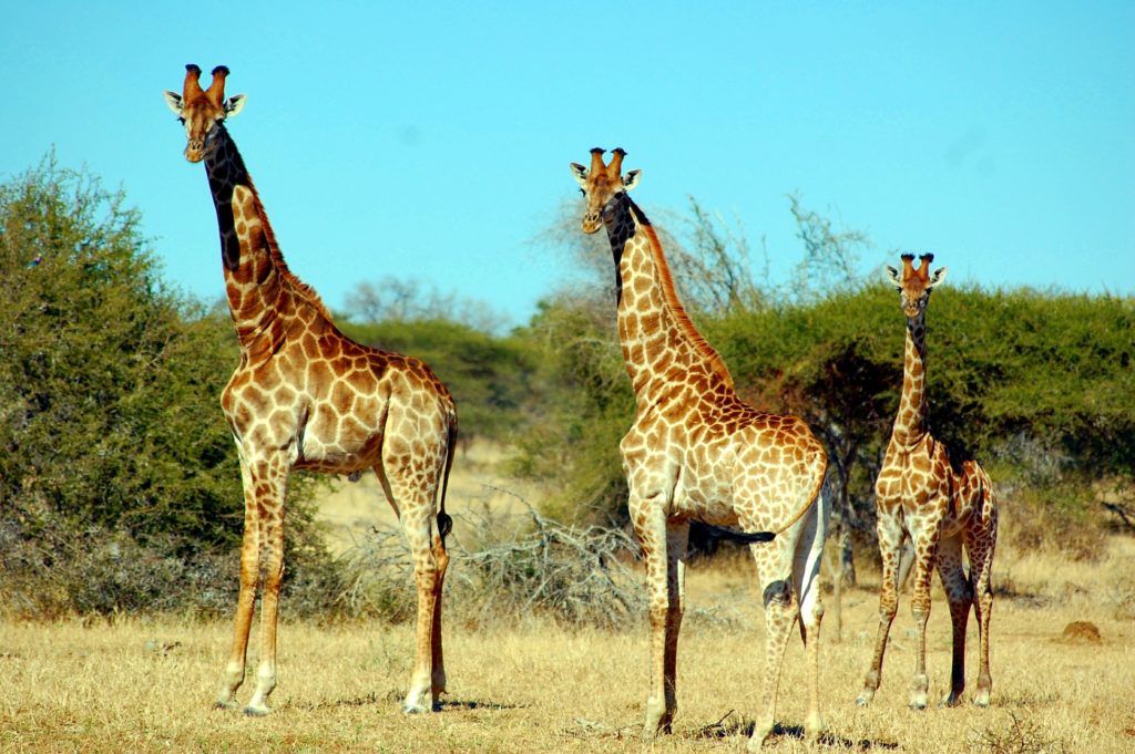 Three giraffes standing in savanna on dry grass and green bushes at the back.