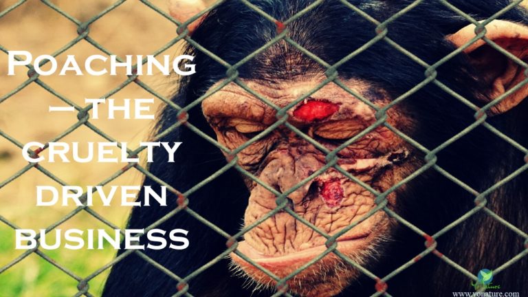 Injured monkey in front of fence, wounded red forehead and nose, cruelty of poaching.