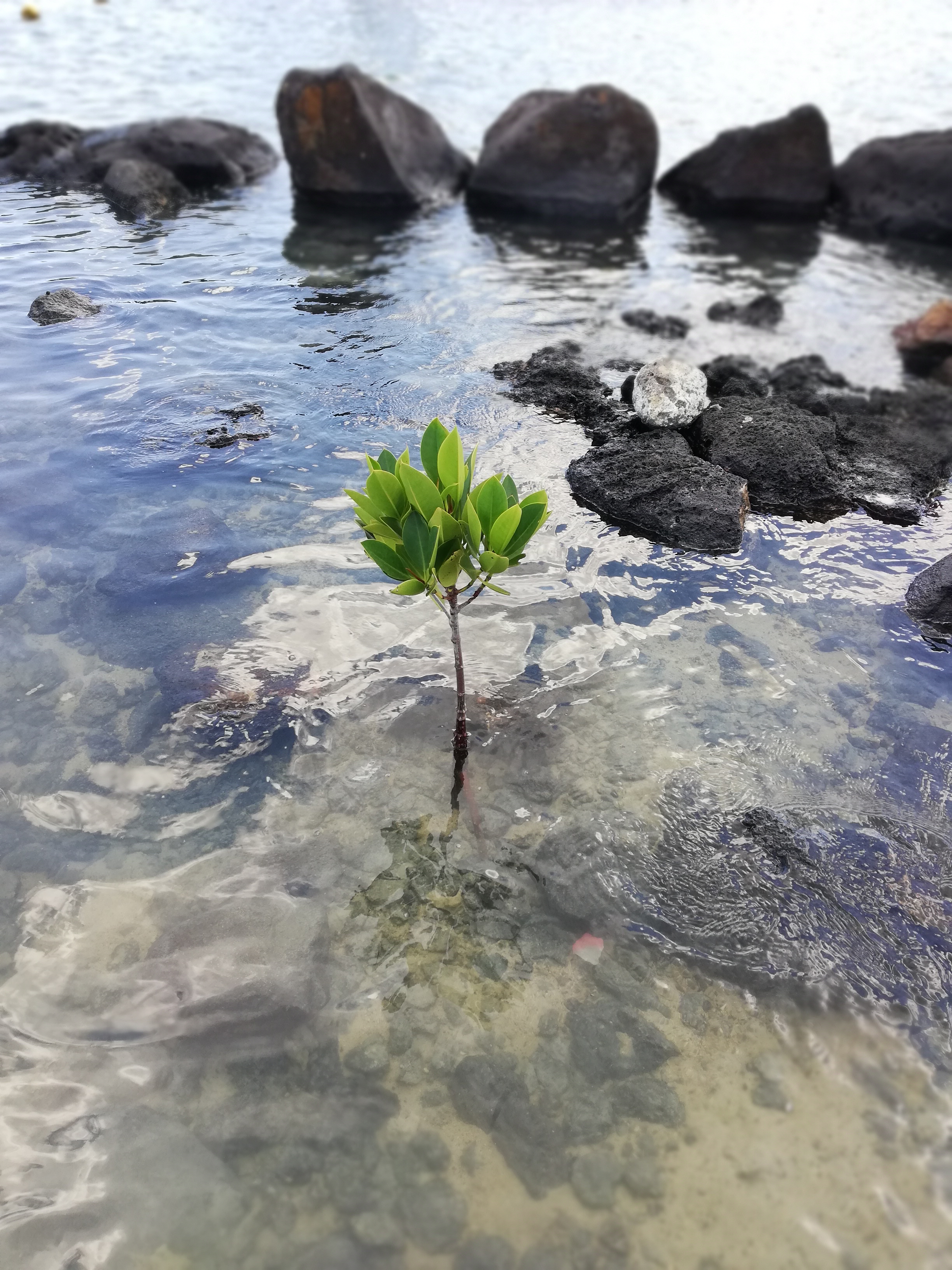 Mangrove Mauritius Island, Trou aux Biches, lone mangrove plant growing in the shallow seawater with rocks at the back; mangroves importance