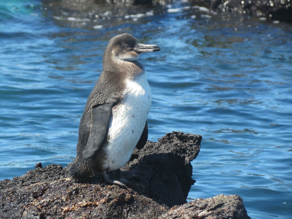 Small black and white Galapagos Penguin standing on a rock close to the sea