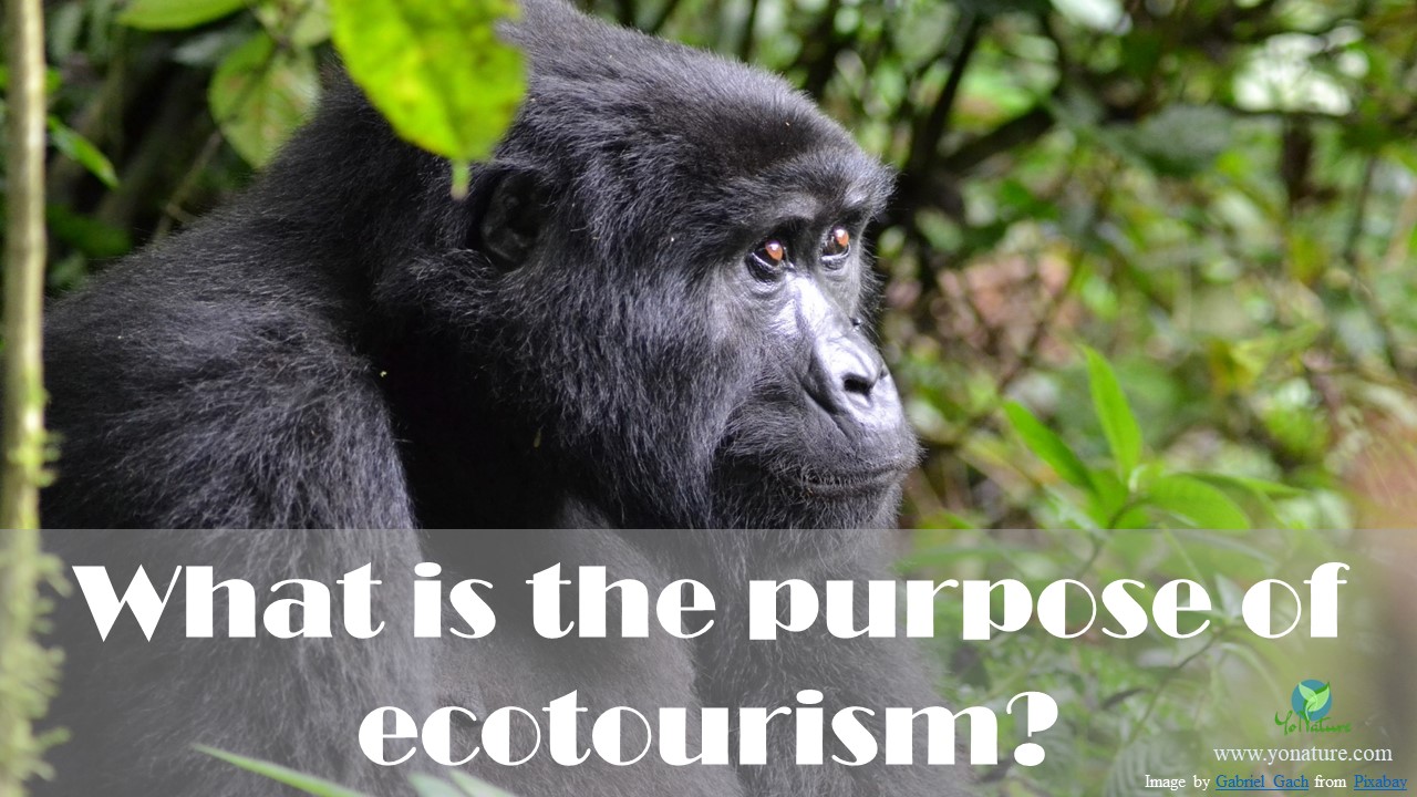 Gorilla, the purpose of ecotourism