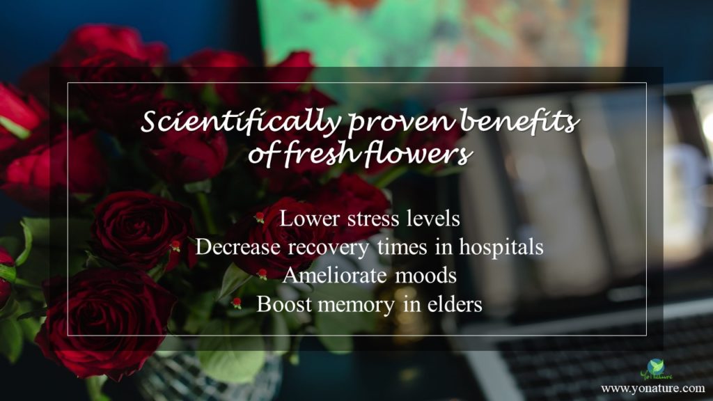 Red roses in vase next to blurred laptop with words 'scientifically proven benefits of fresh flowers', written