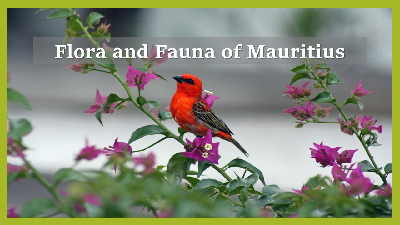 Red cardinal bird of Mauritius on green branch of hibiscus plant with purple flowers, words flora and fauna of Mauritius written in box