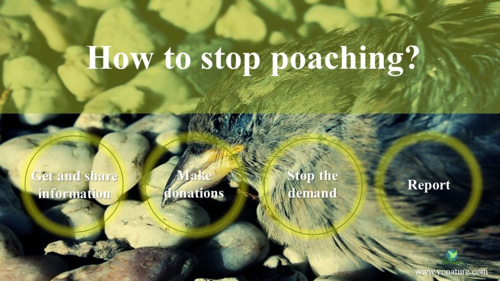 Dead bird on rock with words 'how to stop poaching', get and share information, make donations, stop the demand, report written in green circles
