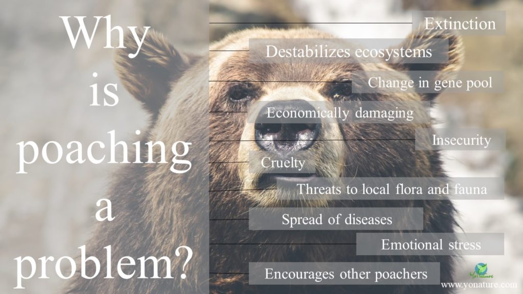 Brown bear in background with words why is poaching a problem written