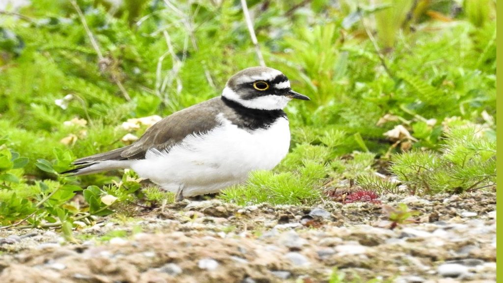 Little ringed plover bird that migrates to the Rivulet Terre Rouge Bird Sanctuary wetland in Mauritius