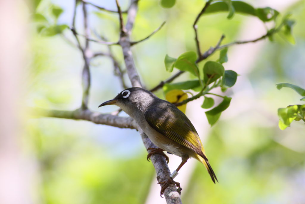 Mauritius olive white-eye, the most endangered bird of Mauritius, a small olive green bird with large white rings around its eyes, left profile view on a tree branch