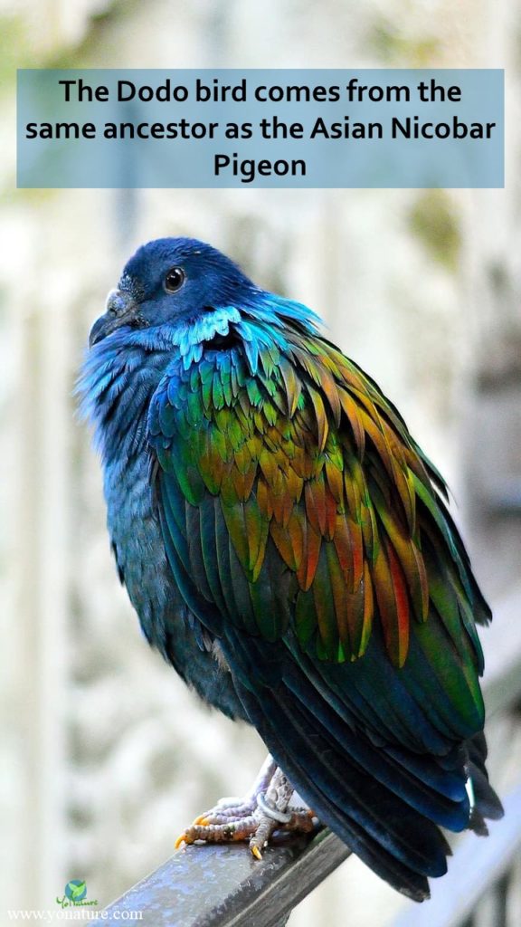 Blue asian nicobar pigeon with greenish red wings standing on a rail which comes from the same ancestor as the extinct dodo bird on Mauritius Island