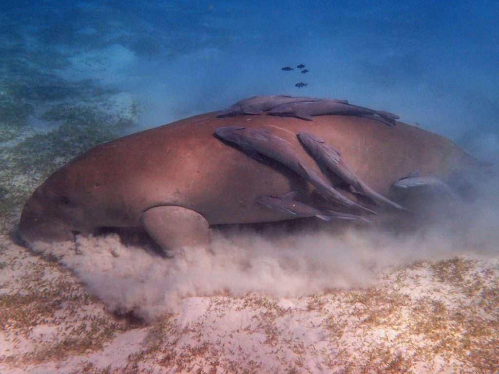dugong scraping sea floor with some fishes sticking to it