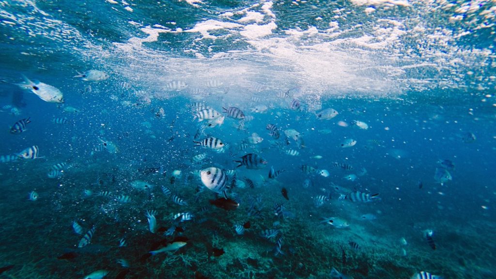 School of damsel fish in the sea at the Blue Bay Marine Park Mauritius