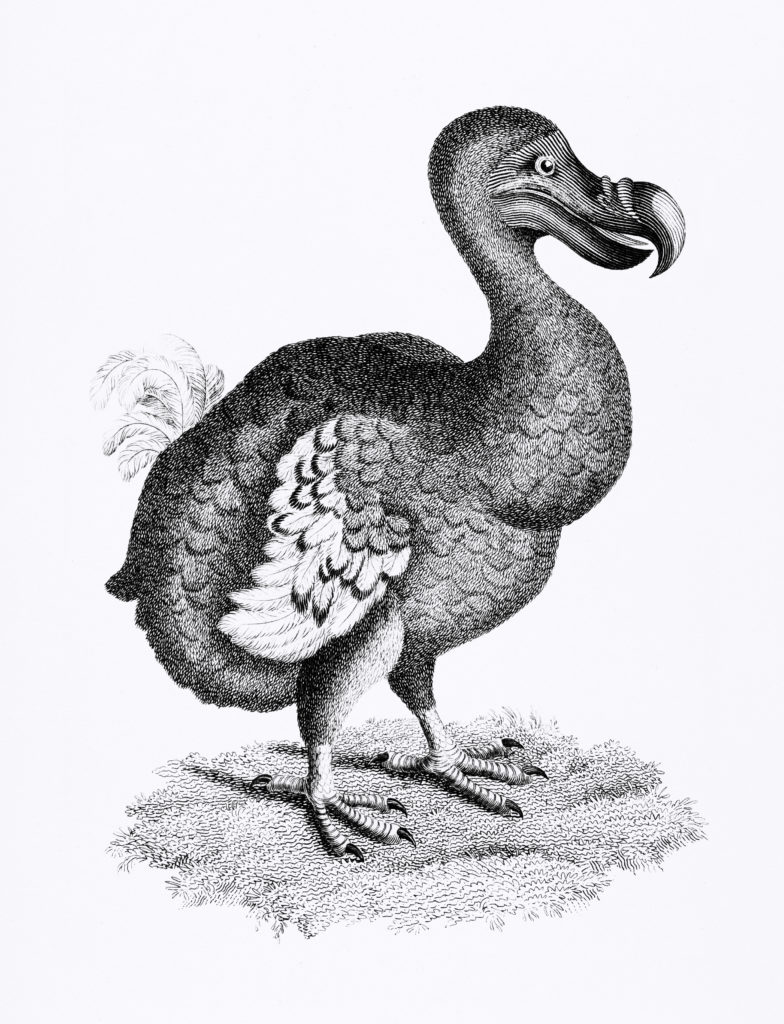 Illustration of the extinct dodo bird on mauritius island