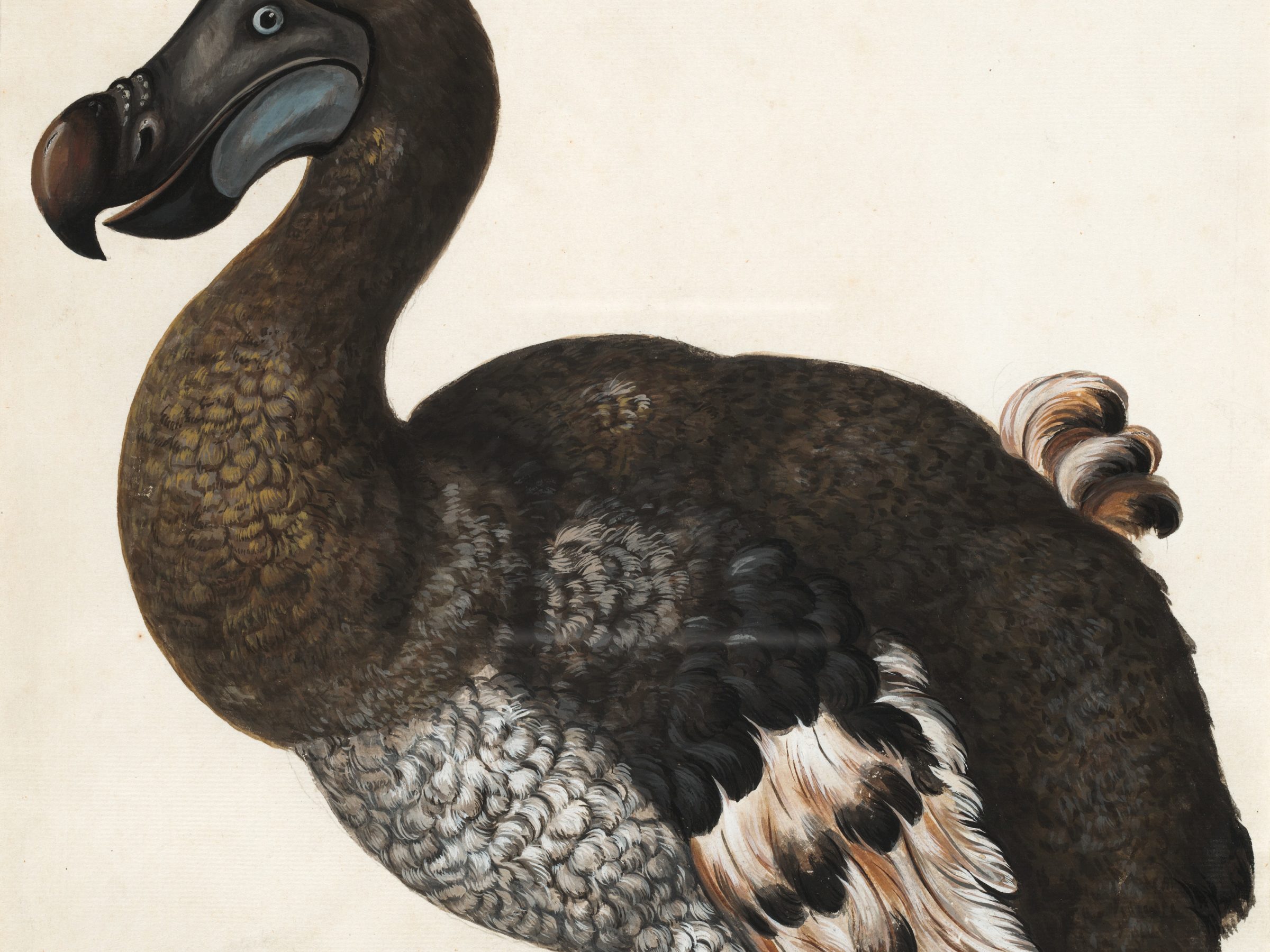 Painting of the extinct Dodo bird on Mauritius Island