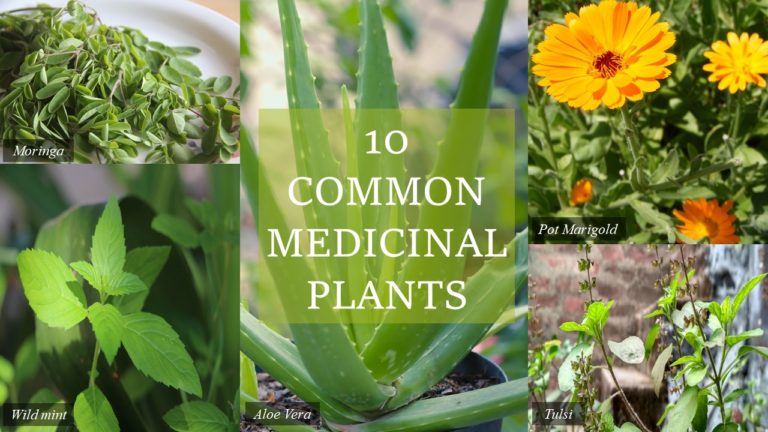 10 common medicinal plants written in green box on poster of moringa, wild mint, aloe vera, pot marigold and tulsi