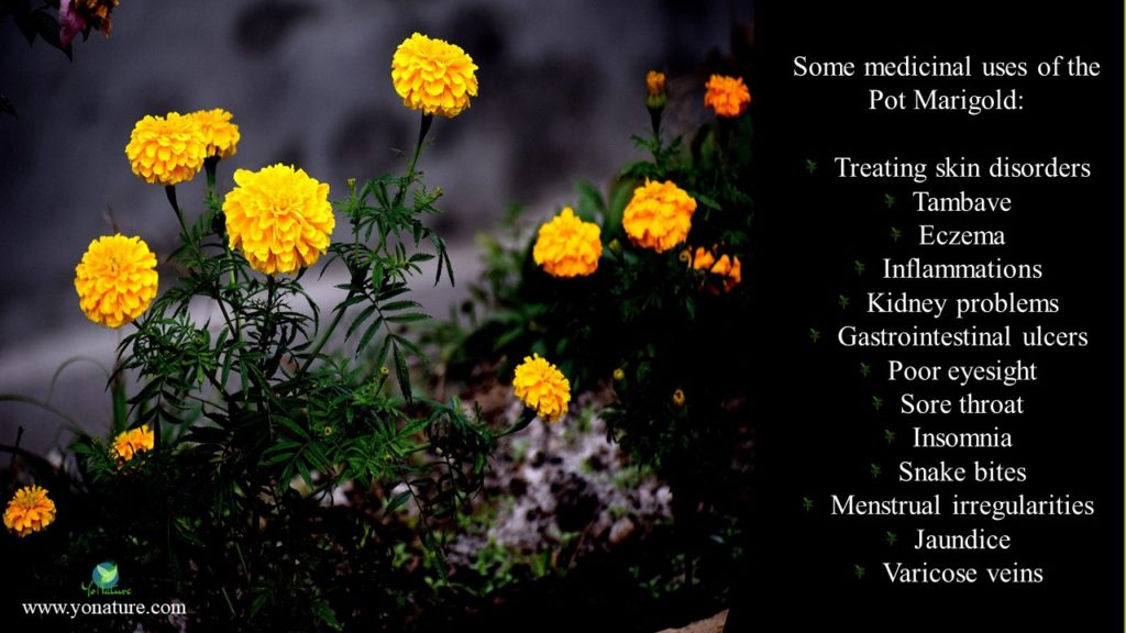 Orange flowers of the pot marigold plant with its medicinal uses