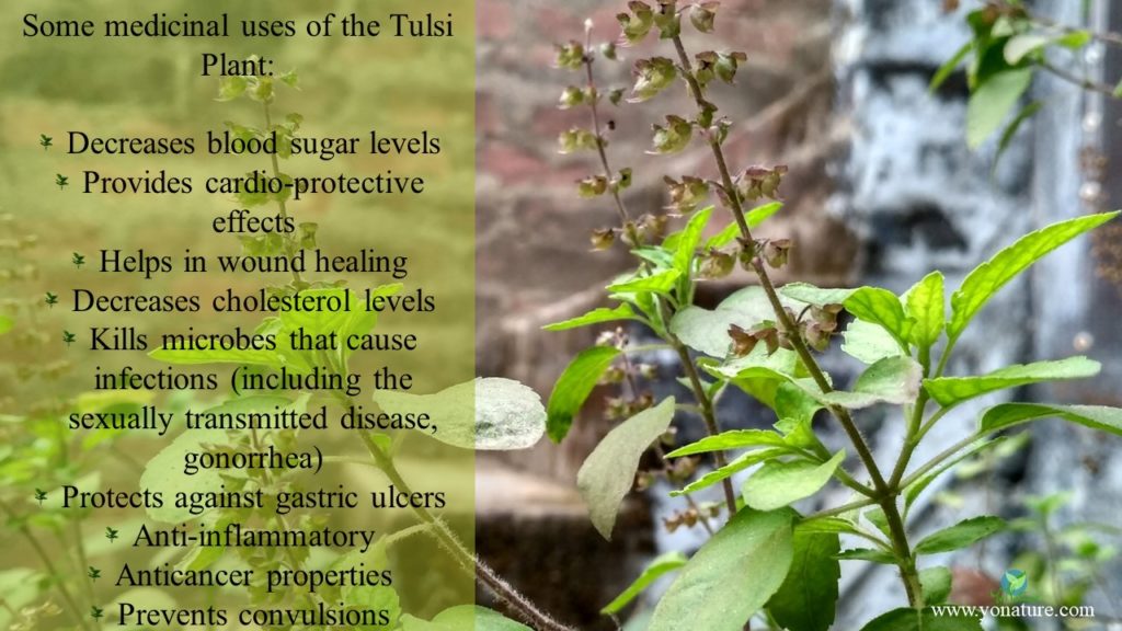 Tulsi plant with its medicinal uses