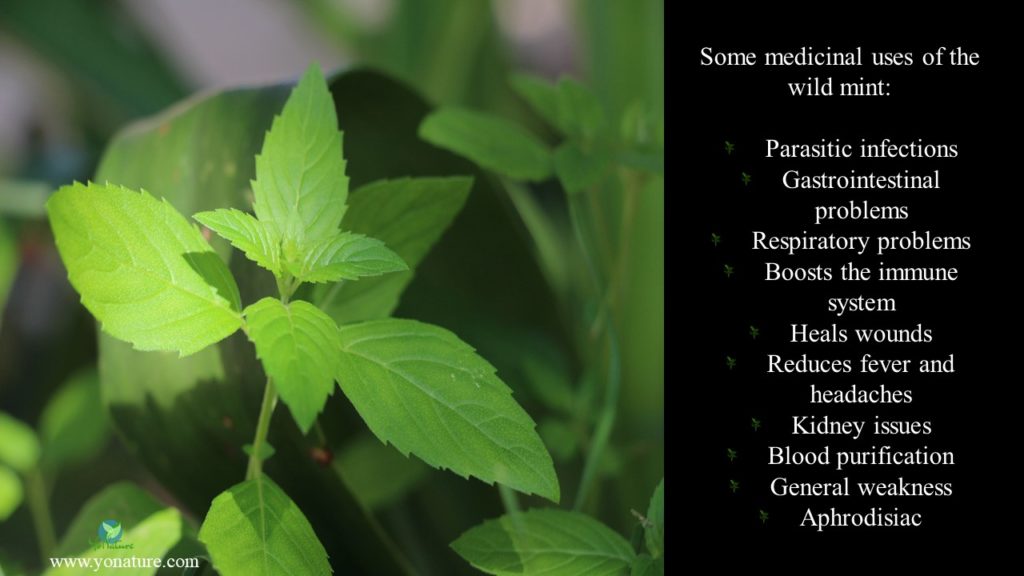 Small green leaves of the wild mint and its medicinal uses
