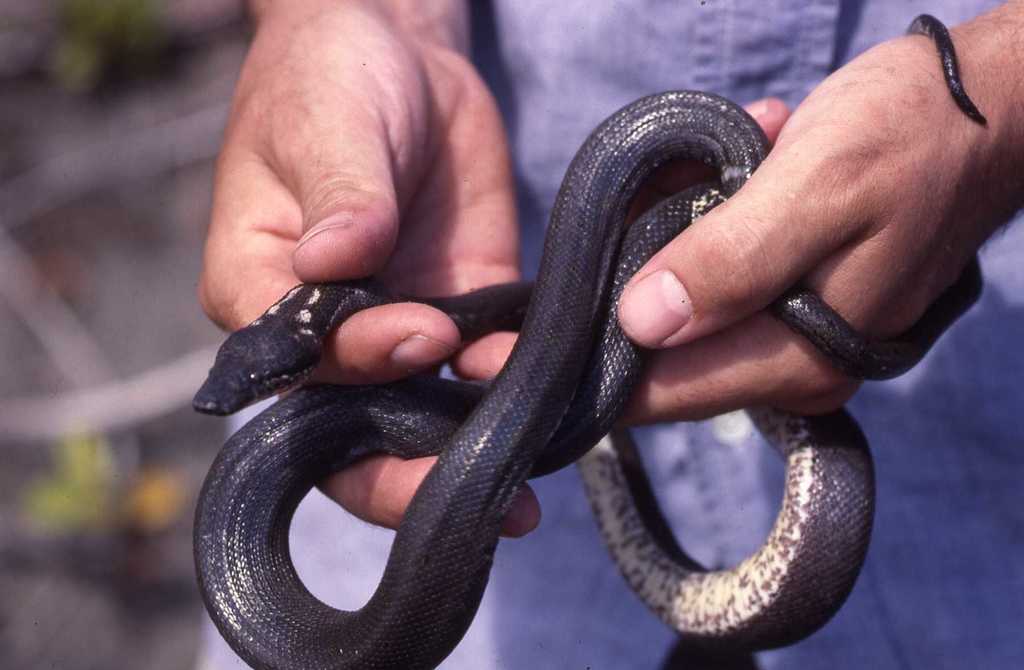 Two hands holding the black and white round island boa which is native to Mauritius