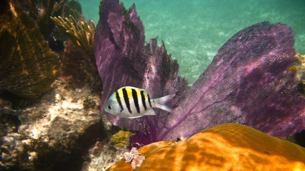 Scissor tail sergeant fish in front of purple coral and above yellow coral is a commonly found fish in the coral reefs of Mauritius