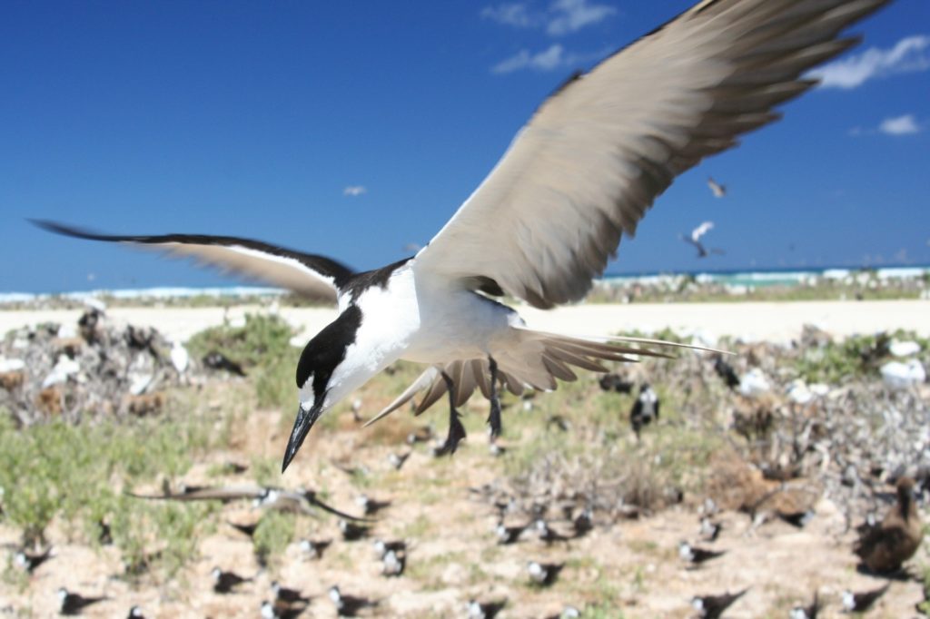 white and black sooty tern in flight over nesting ground