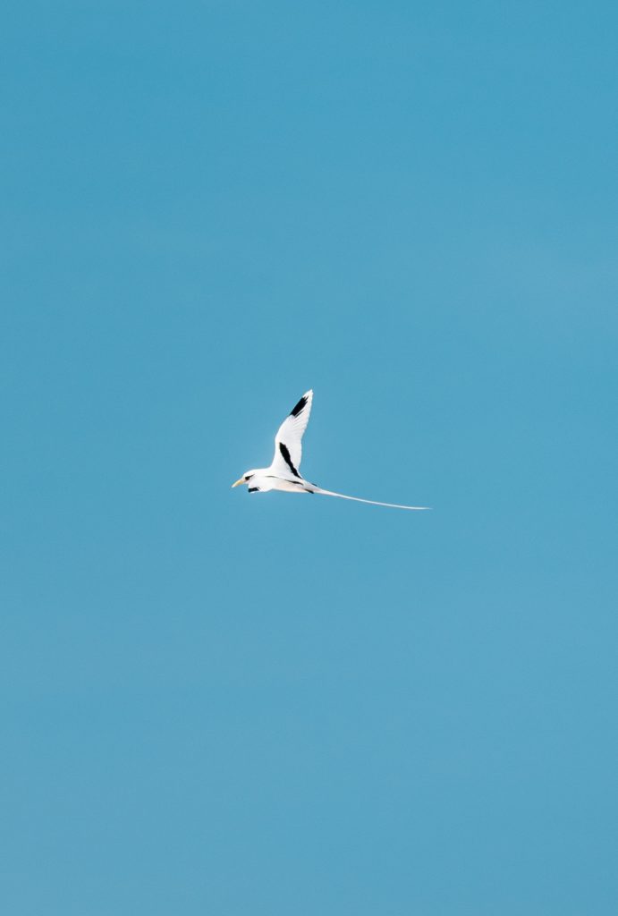 White tailed tropic bird with black patches on wings flying across blue sky