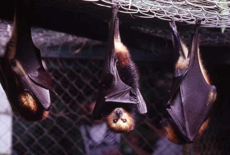 The Mauritian Flying Fox or commonly called the fruit bat (Pteropus niger); 3 bats with golden fur thick black wings hanging upside down metal grills