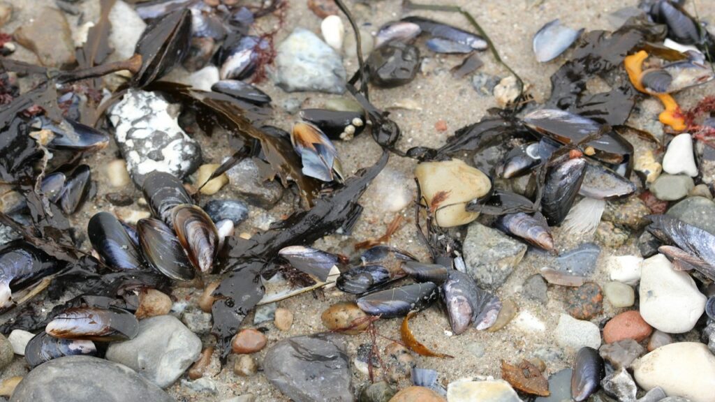 black and brown mussels on rocky beach, negative impacts of sea level rise on intertidal habitats