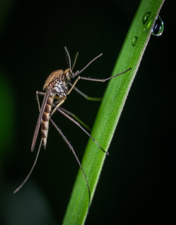 black and brown mosquito on green stem, negative impacts of sea level rise on wetlands