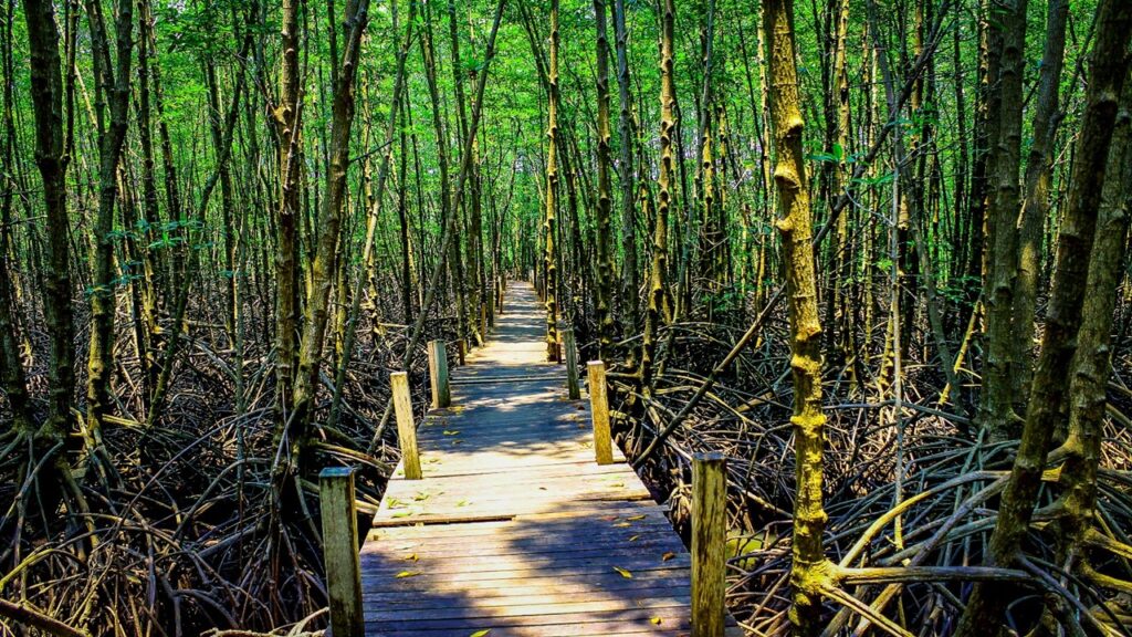 Intricate mangrove roots help retain sediment, positive effects of sea level rise, mangrove reforestation and afforestation globally