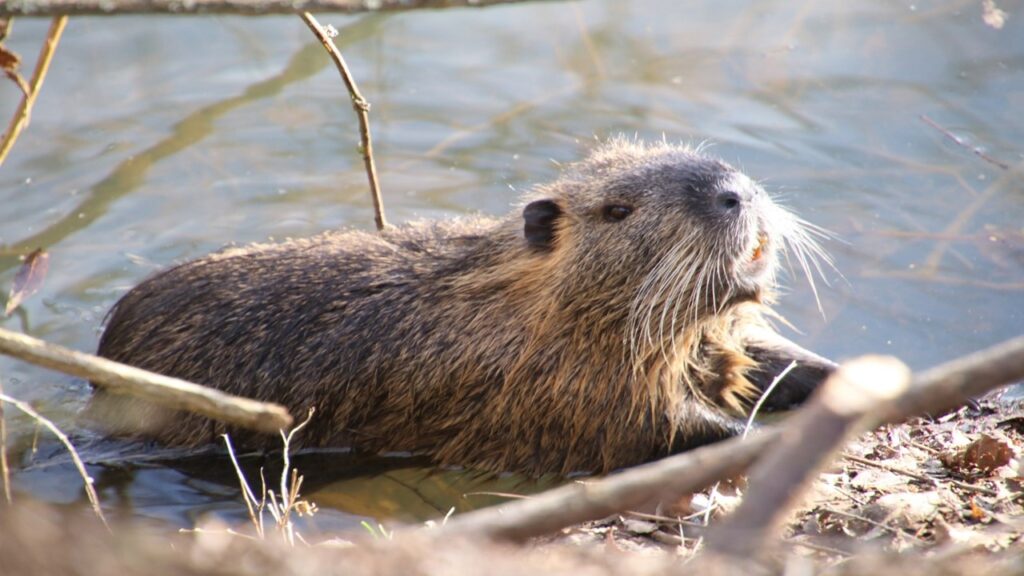 Brown beaver in water in front of branches, positive and negative effects of landslides