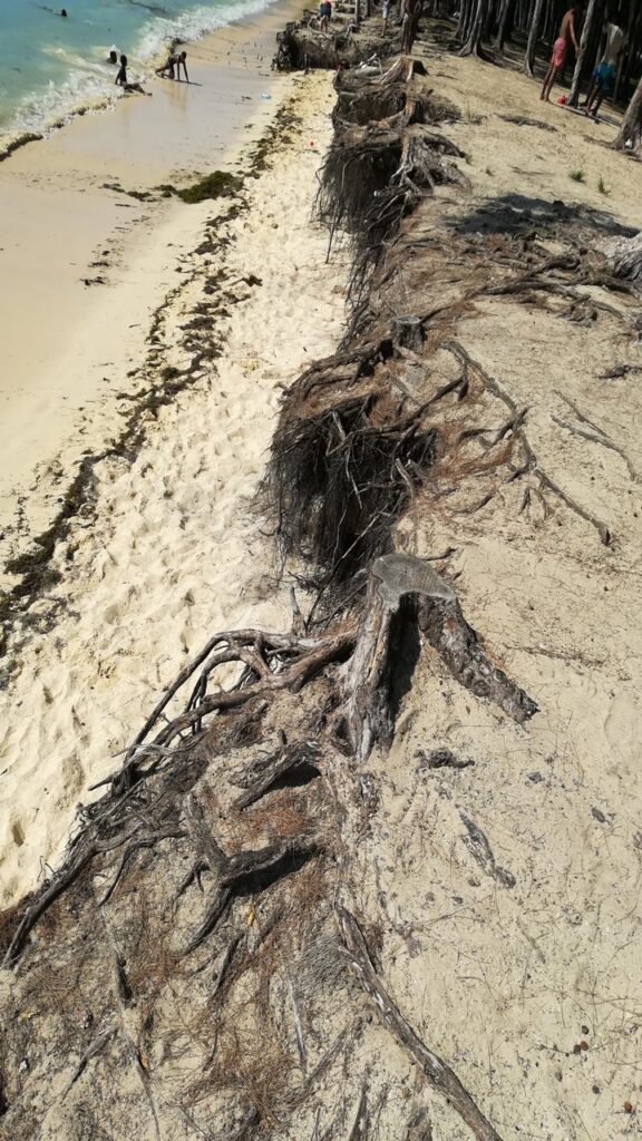 Beach erosion at Mon Choisy Beach in Mauritius, effects of sea level rise, brown uprooted filao tree roots holding back cream coloured sand and eroded beach at the base of roots, two kids playing in seawater in far left corner; sustainable tourism