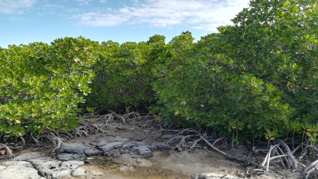 Mangrove forest at Pointe d'Esny Mauritius, RAMSAR wetland, green trees with thick stump interconnected roots on grey rocks with azure blue sky backdrop; mangroves importance