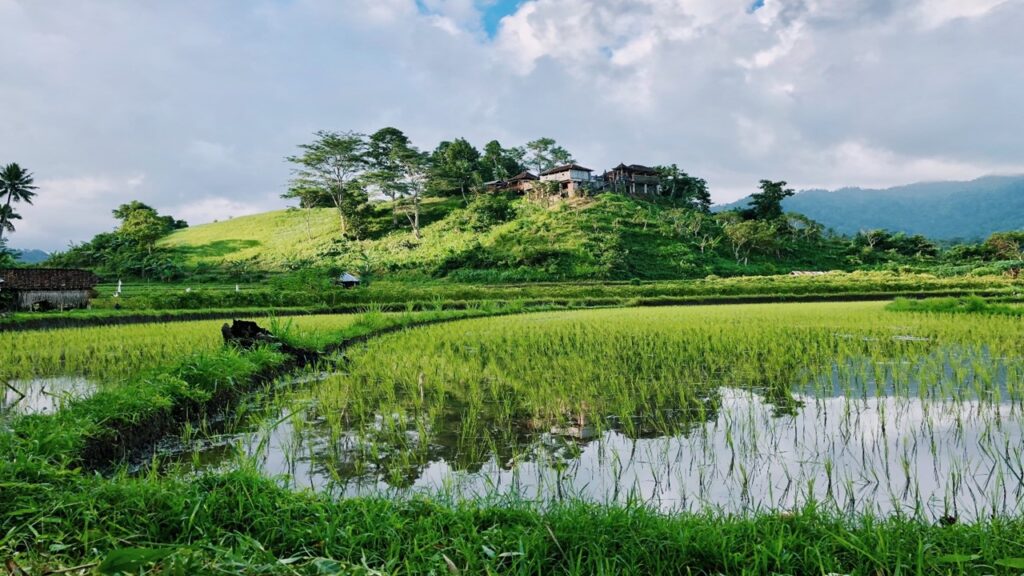 positive and negative effects of flooding, green rice paddies in Indonesia