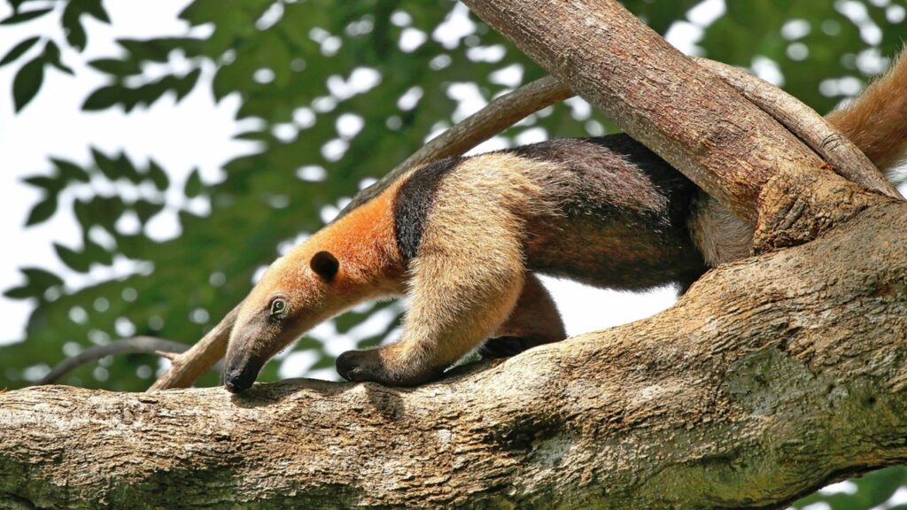 brown anteater on thick brown branch green foliage at back; ecotourism