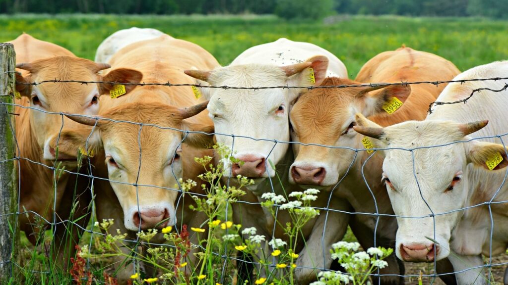 five white and brown cows standing in front of metal fence in green meadow and yellow dandelions with ears pierced with yellow numbered tags; cattle release methane a powerful greenhouse gas that causes global warming